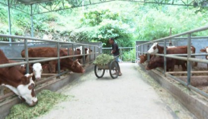 广西疑似有“大猫”出没？最新进展：排除老虎，可能是……