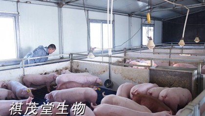 八月最新猪肉价格，2024下半年猪肉牛羊肉市场行情如何？蛋鸡肉鸡价格走势分析