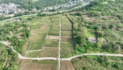 四川平武：玉米秸秆变饲料 点“草”成金双丰收