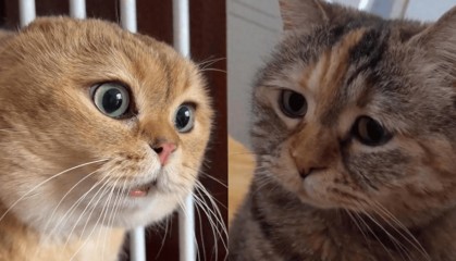 日本猫meme爆火，越南厂商进军猫meme手游，盘点猫meme极品素材