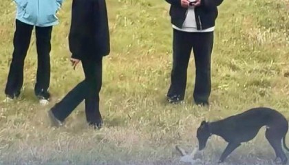 安徽蚌埠三男子在公共场合放烈性犬虐杀小猫，当地12345回应：公安已经立案调查