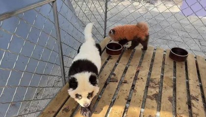 安徽一动物园使用染色狗扮演熊猫展览 园方回应：被顾客投诉已把染色犬撤走