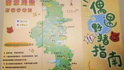 南京野猪撞高铁:当地每平方公里野猪超4头,事发当天曾有1头闯进酒店