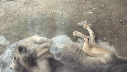 福州一野生动物世界有狮子骨瘦如柴？园方：它已有13岁“高龄”，生活作息进食均正常