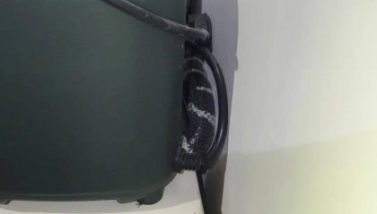 吓人！江西一居民家梳妆台惊现剧毒银环蛇…