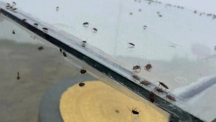 游客吐槽武功山臭屁虫“密密麻麻，臭气熏天”，景区：不咬人，建议穿长袖长裤