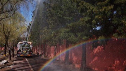 应对春季花粉高峰，北京将动态替换生长状况差的致敏树种