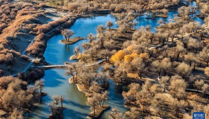 额济纳:晚秋胡杨美