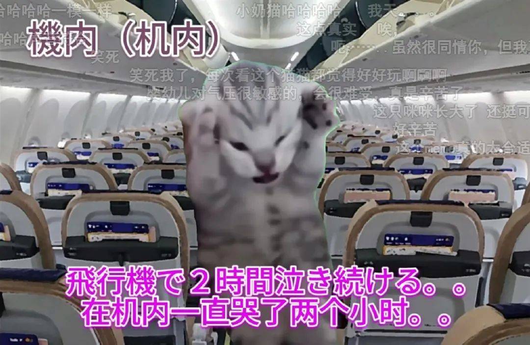 7天B站涨粉20万，“猫meme”为何风靡全网？
