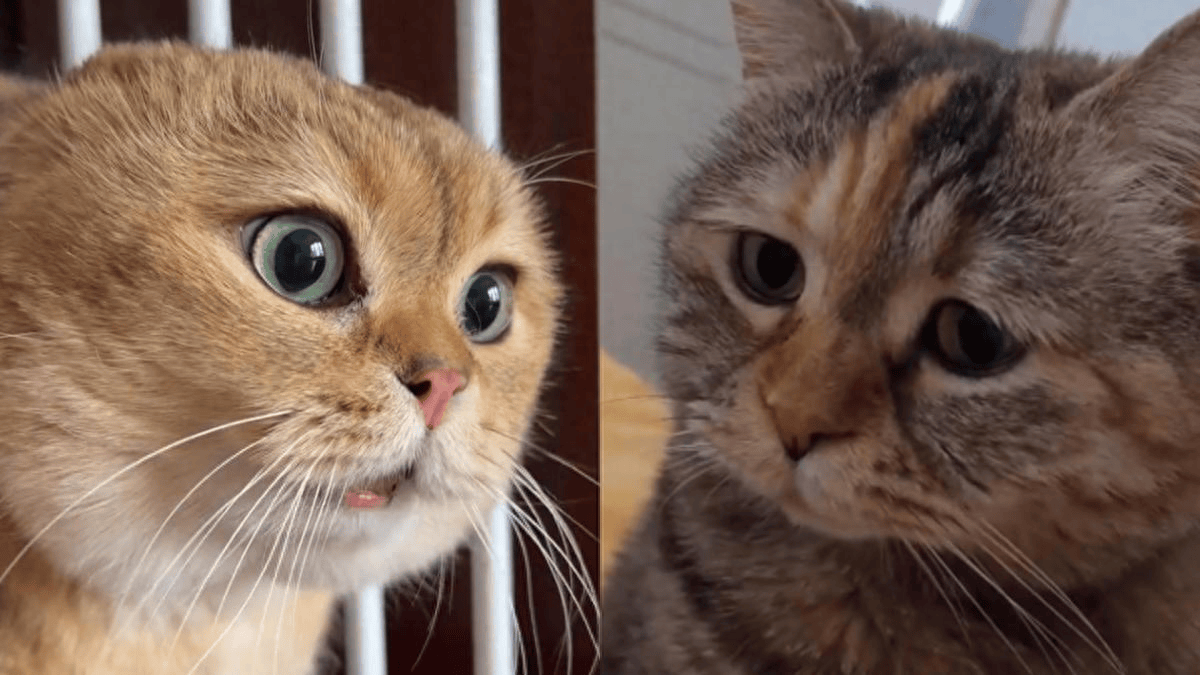 日本猫meme爆火，越南厂商进军猫meme手游，盘点猫meme极品素材