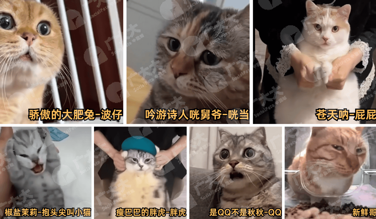 日本猫meme爆火，越南厂商进军猫meme手游，盘点猫meme极品素材