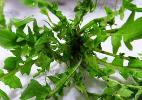 地里的这些野菜不仅好吃，还有这么大的药用价值，你知道吗？