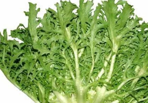 地里的这些野菜不仅好吃，还有这么大的药用价值，你知道吗？