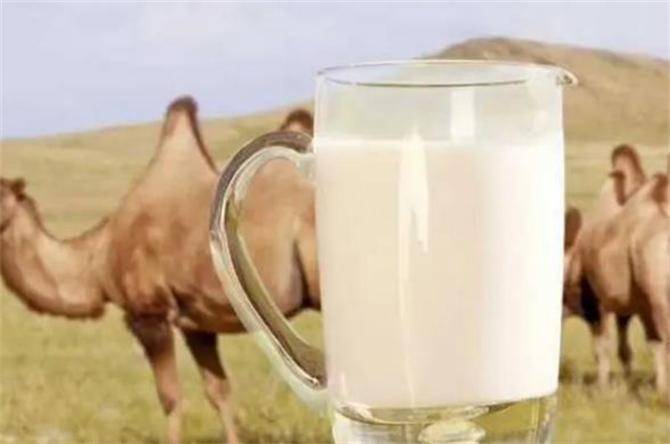 哪个地方产的骆驼奶最好？正宗的驼奶在哪里买？