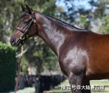 一匹周岁小母马，拍出5000万人民币高价引全球关注