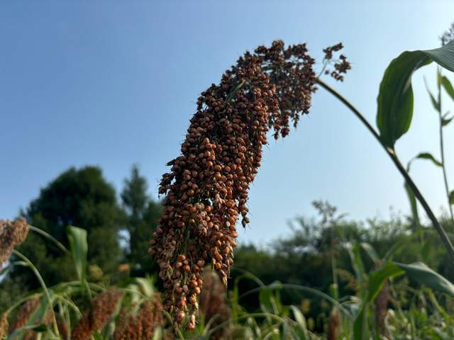 四川梓潼：荒山荒坡高粱熟 农户增收笑开颜
