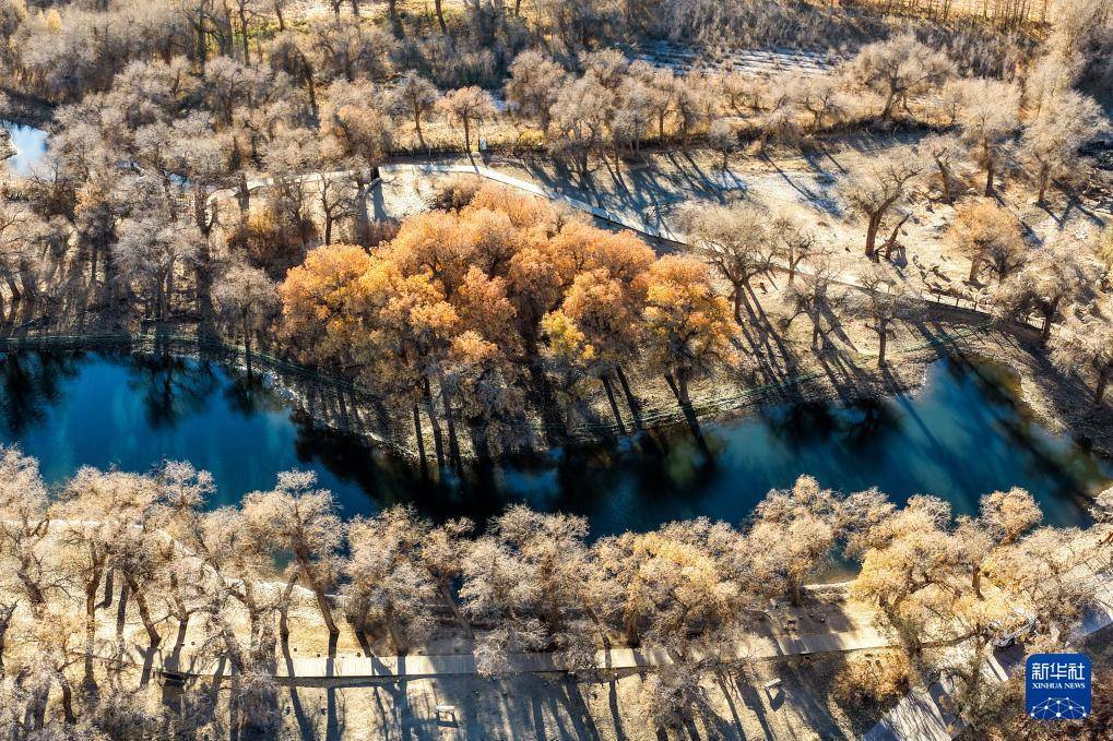 额济纳:晚秋胡杨美