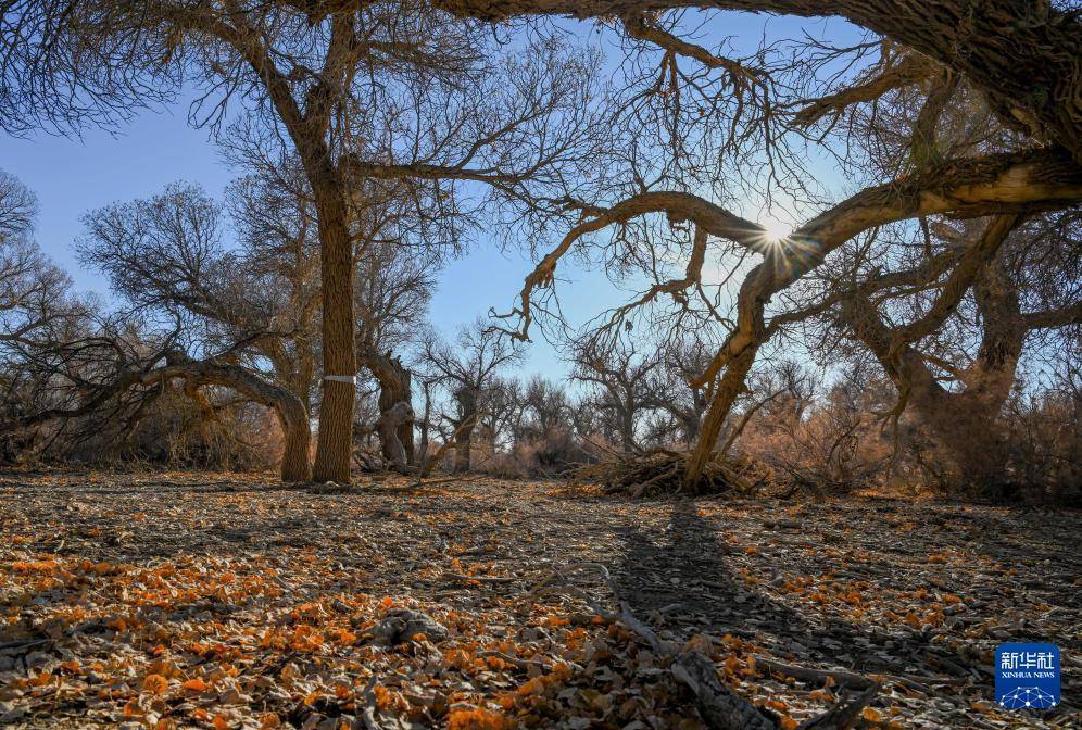 额济纳:晚秋胡杨美