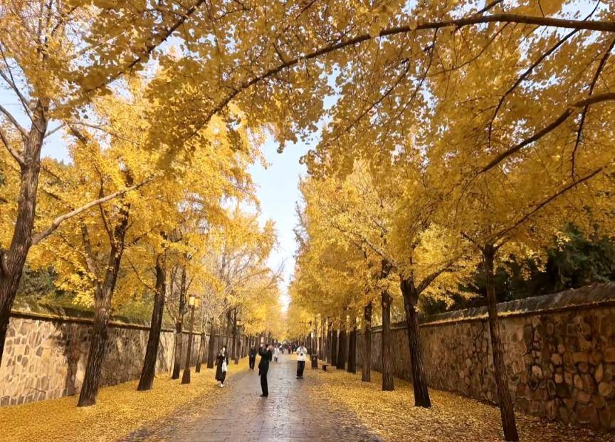 满大街都是银杏树,为什么还是濒危物种?