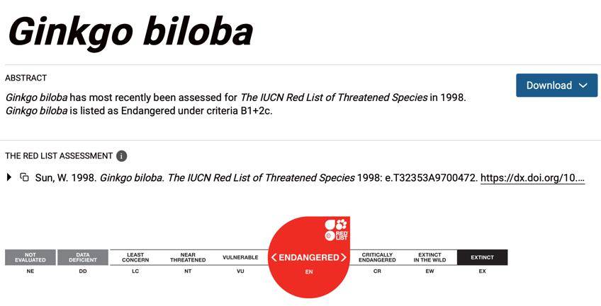 满大街都是银杏树,为什么还是濒危物种?
