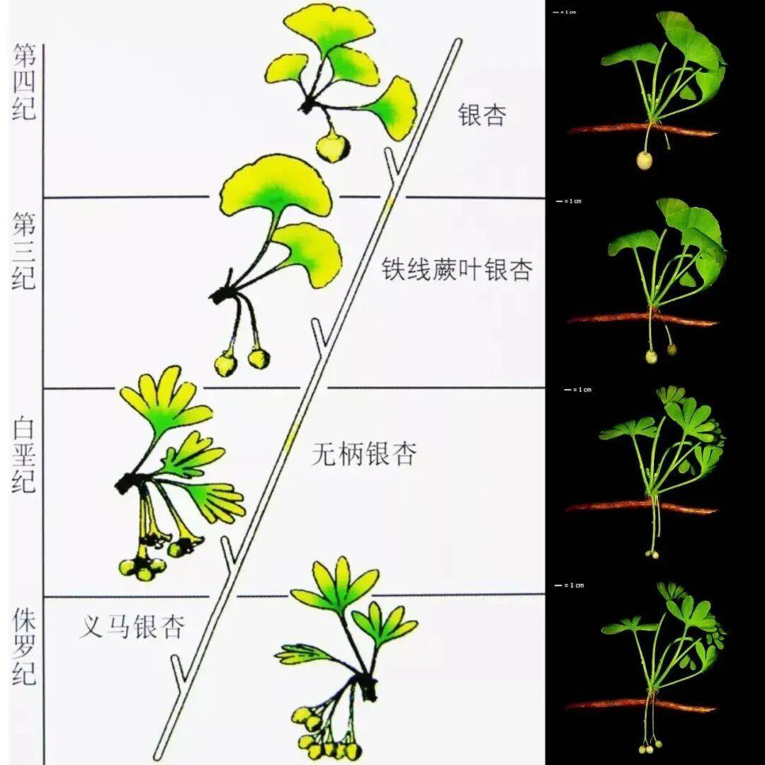 满大街都是银杏树,为什么还是濒危物种?