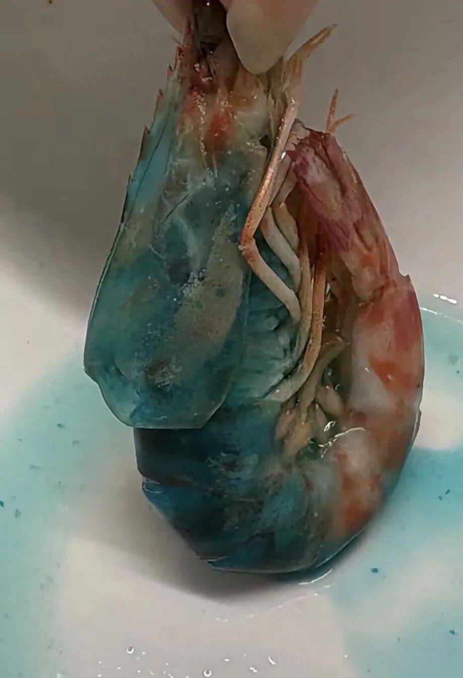 “蓝得吓人”!女子网购斑节虾,煮熟后渗出蓝色液体,客服:虾发蓝跟环境因素有关,不影响食用