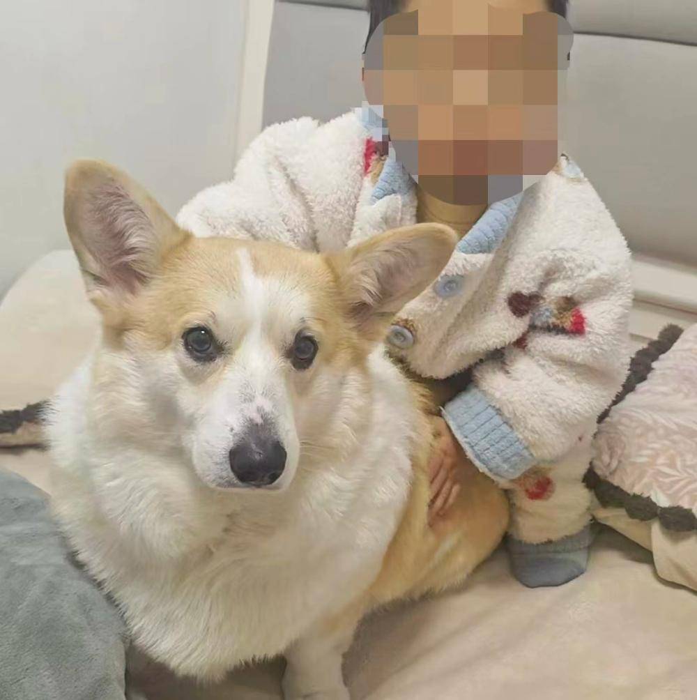 重庆2岁幼童18楼坠亡,事发时父亲外出遛狗将孩子独自留在家中